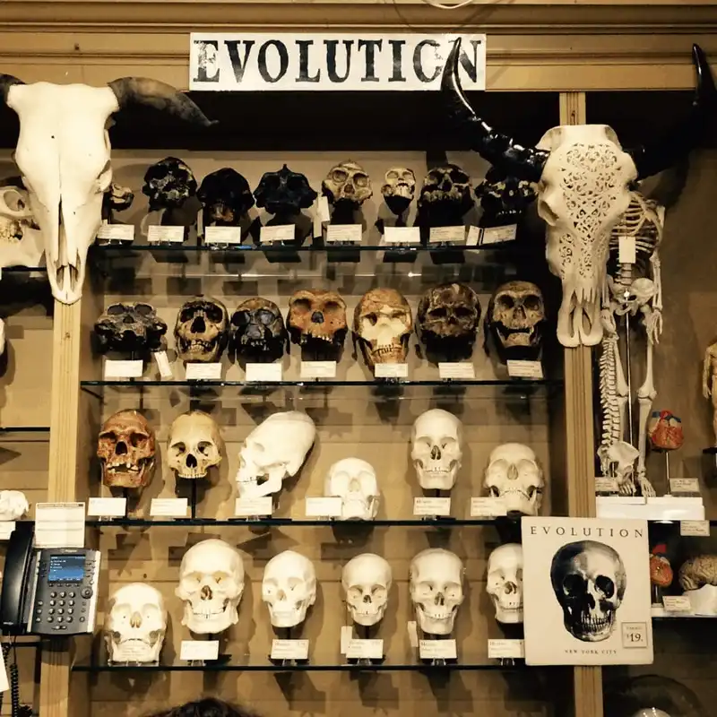 Wanderlust Tips Den mua sam o vien bao tang The Evolution Store8