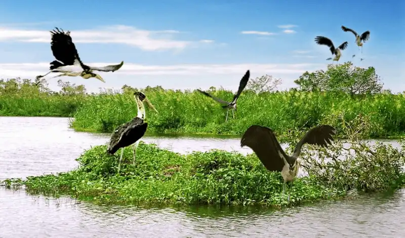 Vẻ đẹp đất trời sông nước Năm Căn - điểm cực Nam Tổ quốc 9 Wanderlust Tips Song giu dat troi song nuoc Nam Can diem cuc nam to quoc 2 Copy