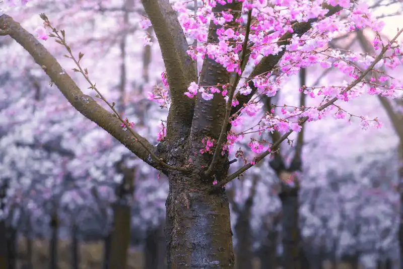 Wanderlust Tips dia diem moi ngam hoa anh dao o Amsterdam 1 Copy