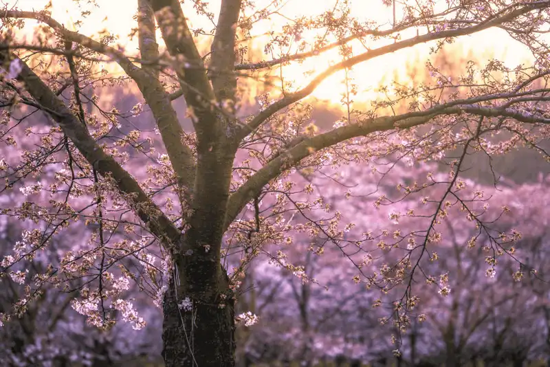 Wanderlust Tips dia diem moi ngam hoa anh dao o Amsterdam 11 Copy