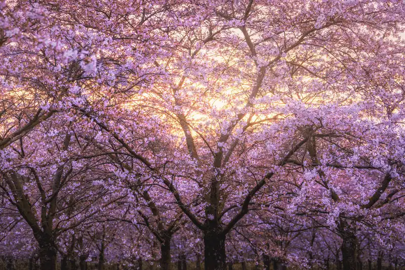 Wanderlust Tips dia diem moi ngam hoa anh dao o Amsterdam 13 Copy