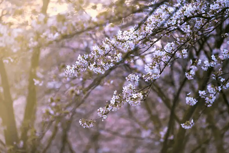 Wanderlust Tips dia diem moi ngam hoa anh dao o Amsterdam 2 Copy