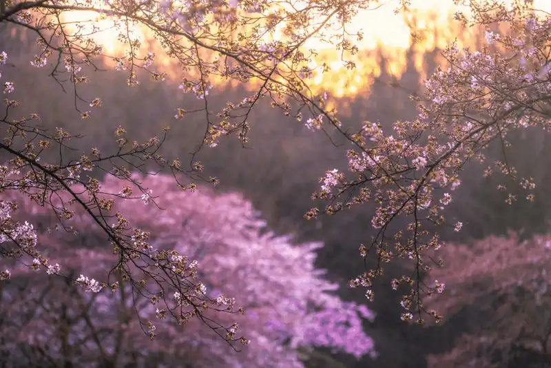 Wanderlust Tips dia diem moi ngam hoa anh dao o Amsterdam 3 Copy