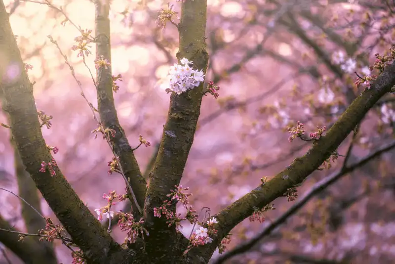 Wanderlust Tips dia diem moi ngam hoa anh dao o Amsterdam 5 Copy