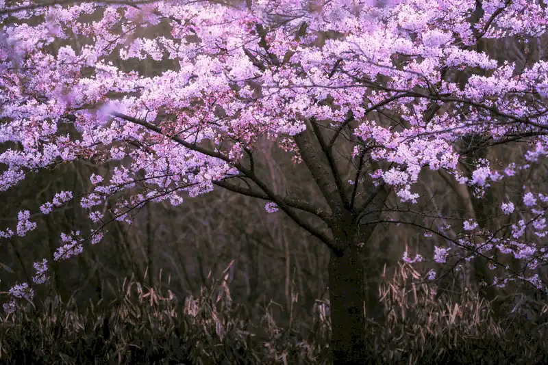 Wanderlust Tips dia diem moi ngam hoa anh dao o Amsterdam 6 Copy