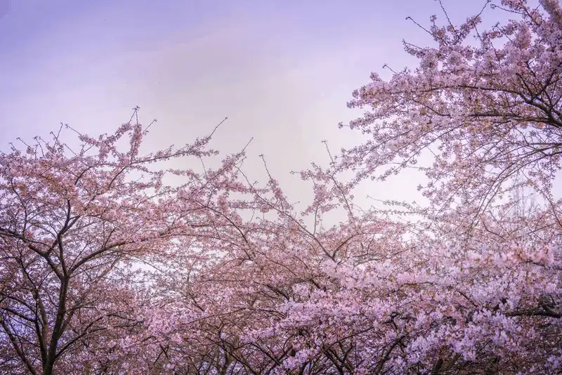 Wanderlust Tips dia diem moi ngam hoa anh dao o Amsterdam 8 Copy