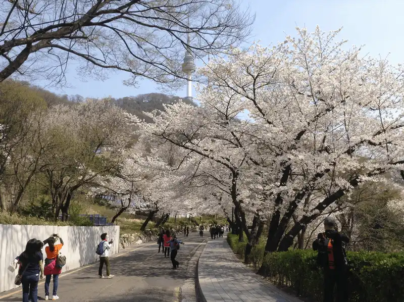 7 địa điểm ngắm hoa anh đào đẹp như mơ ở Hàn Quốc 6 Wanderlust Tips hoa anh dao trang troi pphu khap Han Quoc 2