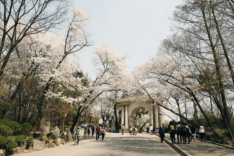 7 địa điểm ngắm hoa anh đào đẹp như mơ ở Hàn Quốc 8 Wanderlust Tips hoa anh dao trang troi pphu khap Han Quoc 4