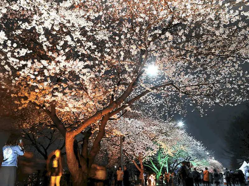 7 địa điểm ngắm hoa anh đào đẹp như mơ ở Hàn Quốc 9 Wanderlust Tips hoa anh dao trang troi pphu khap Han Quoc 5