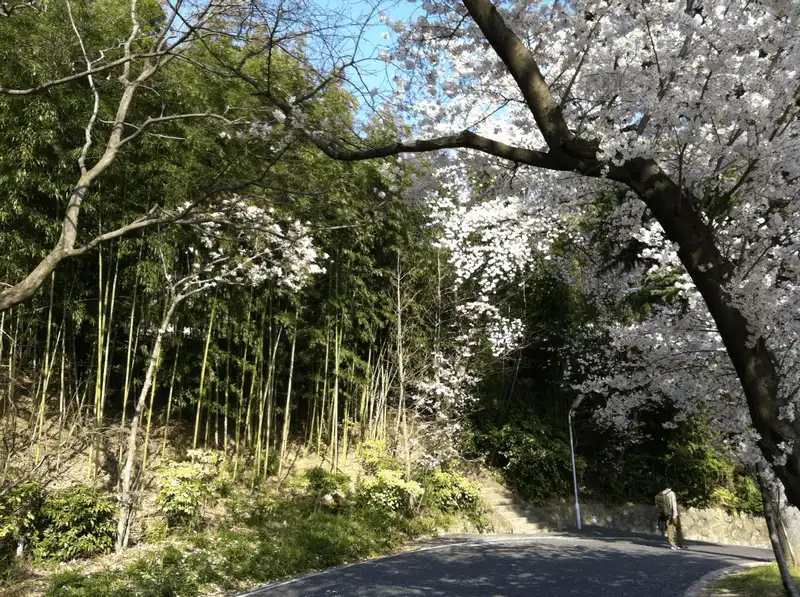 7 địa điểm ngắm hoa anh đào đẹp như mơ ở Hàn Quốc 10 Wanderlust Tips hoa anh dao trang troi pphu khap Han Quoc 6