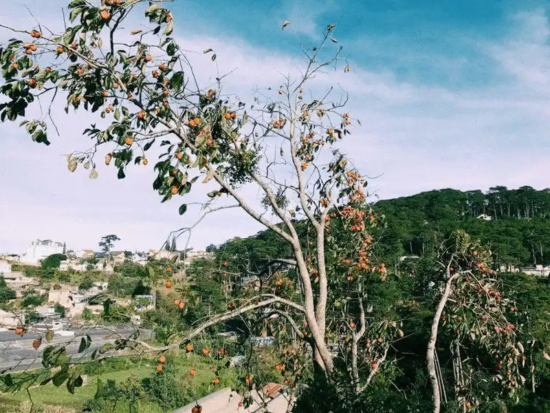 Ghé thăm homestay Nhà Cú treo lơ lửng ở Đà Lạt 18 Wanderlust Tips hut hon voi ve dep homestay nha cu treo lo lung o Da Lat 7