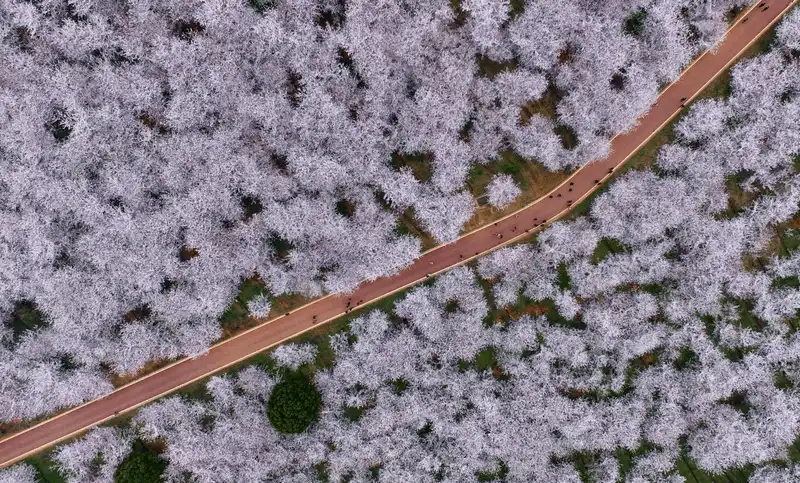 Ngây ngất trong sắc hoa anh đào ở Quý Châu, Trung Quốc 10 Wanderlust Tips ngap chim trong sac hoa anh dao tai dao nhan tao o quy chau trung quoc 4