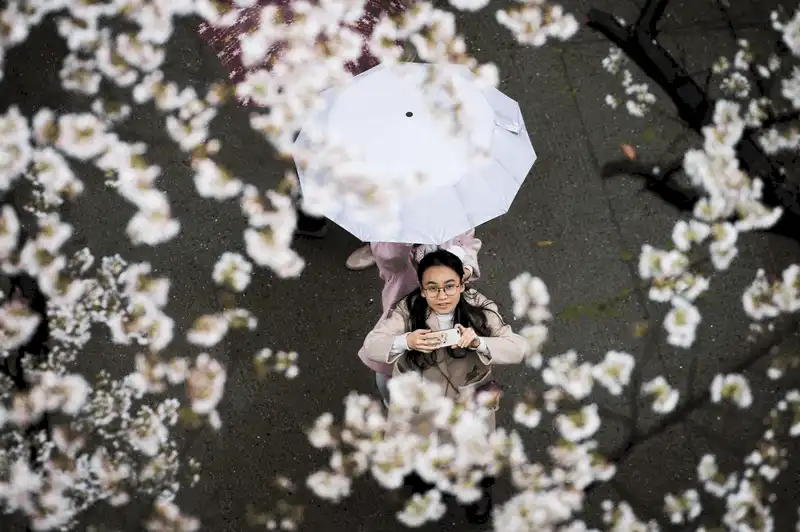 Ngây ngất trong sắc hoa anh đào ở Quý Châu, Trung Quốc 8 Wanderlust Tips ngap chim trong sac hoa anh dao tai dao nhan tao o quy chau trung quoc 7