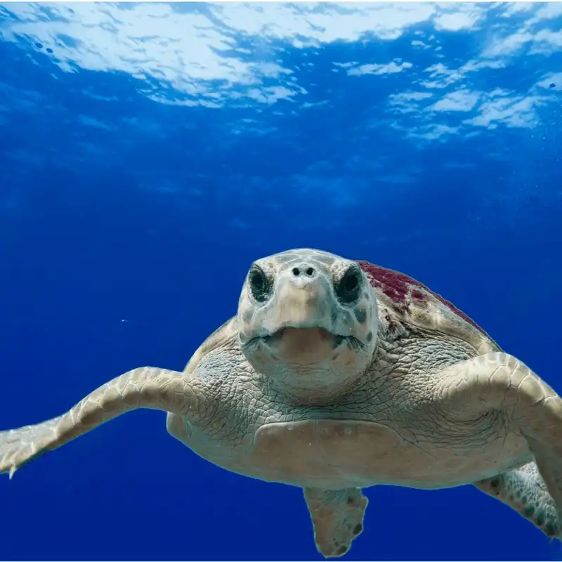 Barbados - điểm đến dành cho mọi lứa tuổi 9 wanderlust tips Barbado diem den danh cho moi lua tuoi 6