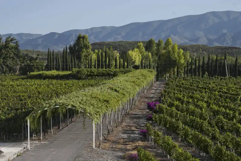 Coahuila - vùng đất có thương hiệu vang nho hơn 400 năm ở Mexico 7 wanderlust tips Coahuila Mexico vung dat hang dau ve ruou vang nho3