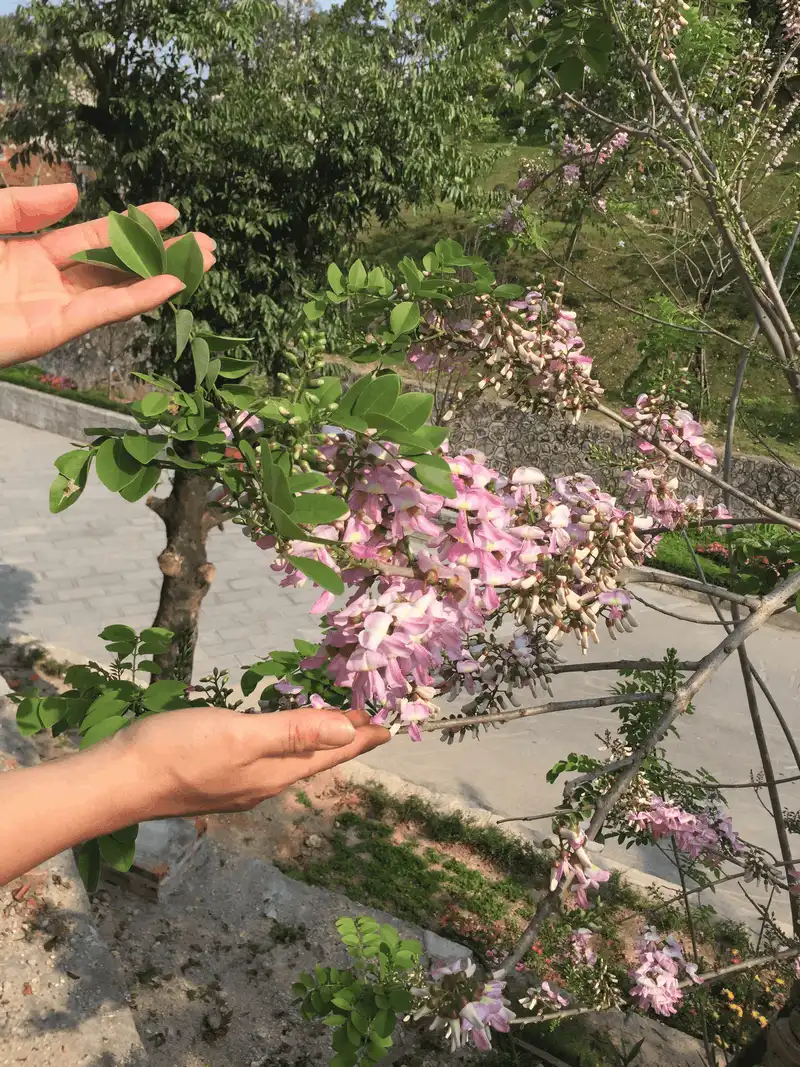 Đền Cửa Ông - nơi hội tụ sinh khí đất trời 8 wanderlust tips Den Cua Ong noi hoi tu du sinh khi troi dat 4