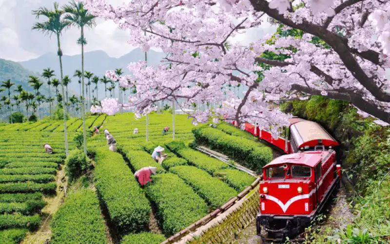 wanderlust tips Kham pha xu huong du lich nong nghiep o dai Loan 21