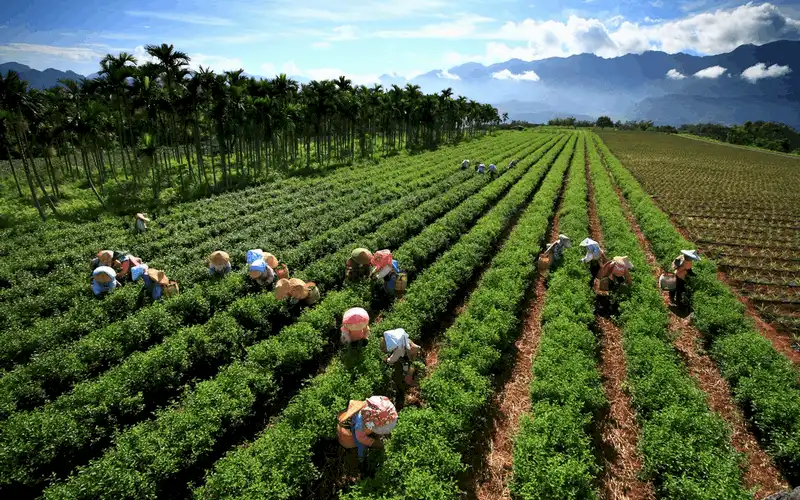 wanderlust tips Kham pha xu huong du lich nong nghiep o dai Loan8