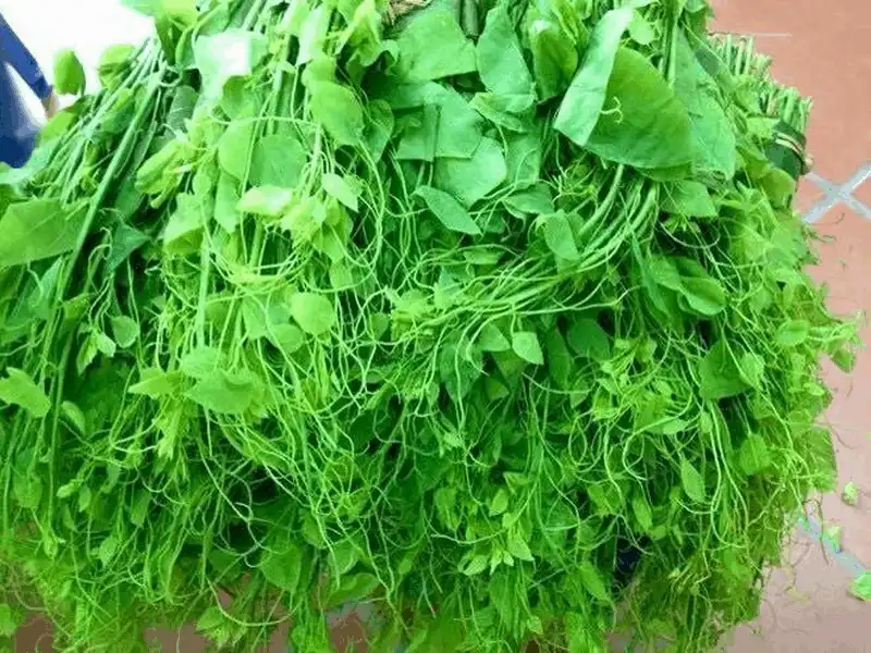 Khám phá khu di tích quốc gia đặc biệt Pác Bó, Cao Bằng 21 wanderlust tips kham pha khu di tich quoc gia dac biet pac bo cao bang 3