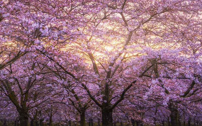 Địa điểm mới ngắm hoa anh đào tuyệt mĩ ở Hà Lan Địa điểm mới ngắm hoa anh đào tuyệt mĩ ở Hà Lan