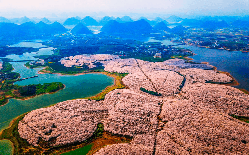 Ngây ngất trong sắc hoa anh đào ở Quý Châu, Trung Quốc