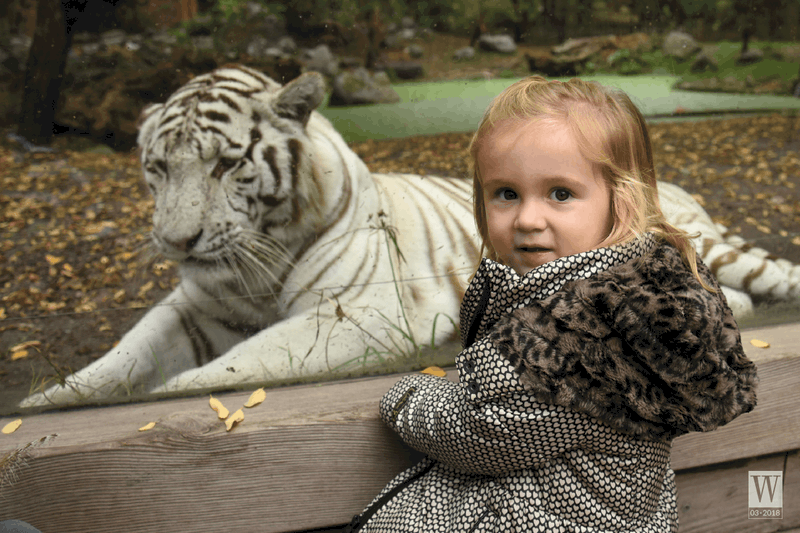 3 loại hình du lịch khám phá động vật hoang dã không nên tham gia