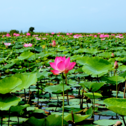 Wanderlust Tips ngay ngat truoc canh dong sen o Khanh Hoa 9 1