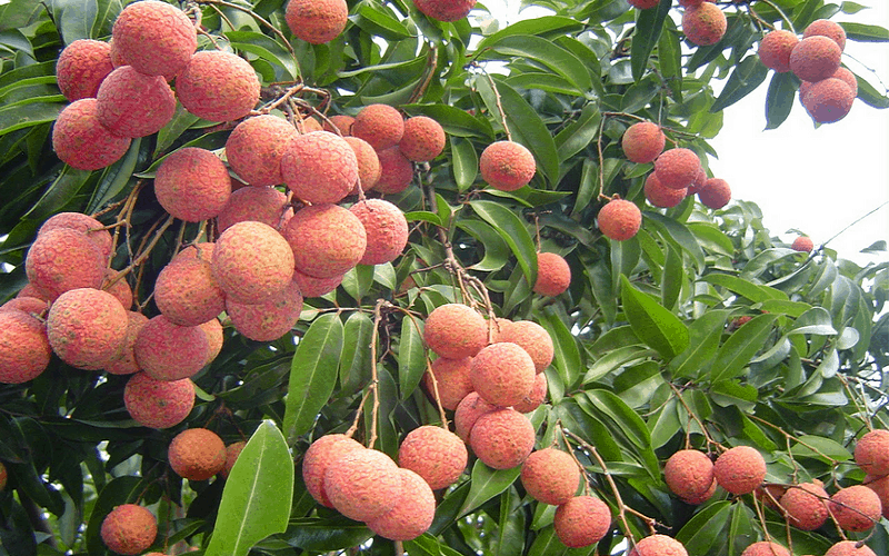 Lễ hội vải thiều lần đầu tổ chức tại Hải Dương