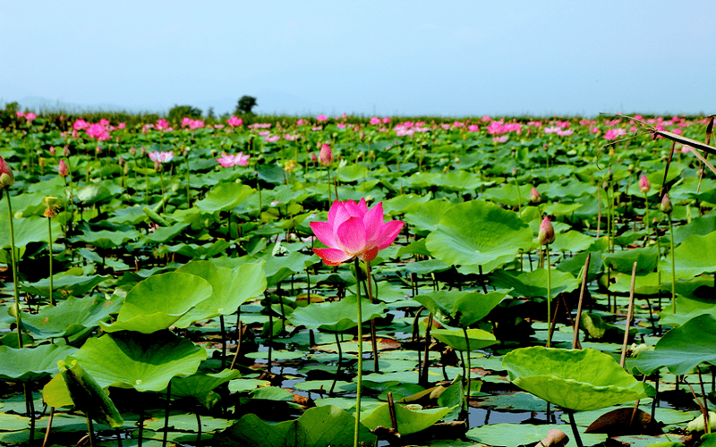 Ngây ngất trước cánh đồng sen vào mùa ở Khánh Hòa 5 Wanderlust Tips ngay ngat truoc canh dong sen o Khanh Hoa 9 1