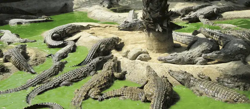 Đến Davao bạn phải biết những điều này 15 Tạp chí du lịch Wanderlust Tips Đến Davao, bạn phải biết những điều này