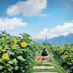 Wanderlust tips tim den canh dong hoa huong duong no ro o sapa 1 1