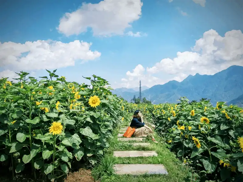 Tạp chí du lịch Wanderlust Tips Tìm đến đồi hoa hướng dương nở rộ ở Sapa