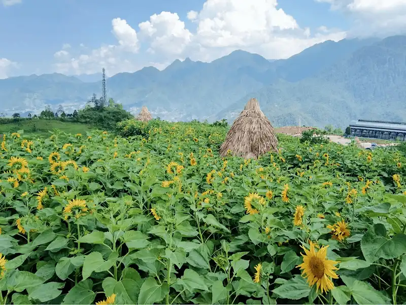 Tìm đến cánh đồng hoa hướng dương nở rộ ở Sa Pa 9 Tạp chí du lịch Wanderlust Tips Tìm đến cánh đồng hoa hướng dương nở rộ ở Sapa