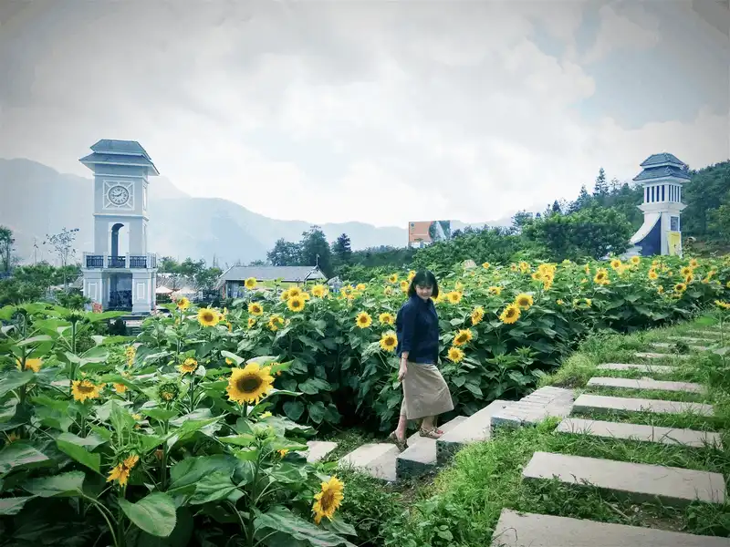 Tìm đến cánh đồng hoa hướng dương nở rộ ở Sa Pa 7 Wanderlust tips tim den canh dong hoa huong duong no ro o sapa 3
