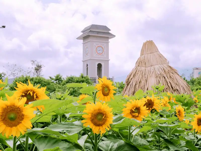 Tìm đến cánh đồng hoa hướng dương nở rộ ở Sa Pa 8 Wanderlust tips tim den canh dong hoa huong duong no ro o sapa 5