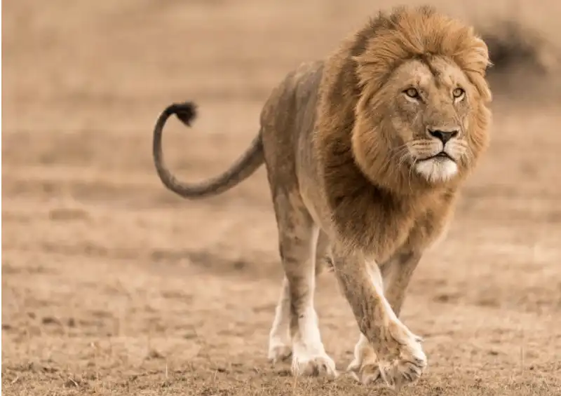 Tạp chí Du lịch Wanderlust Tips 6 mẹo chụp ảnh động vật hoang dã