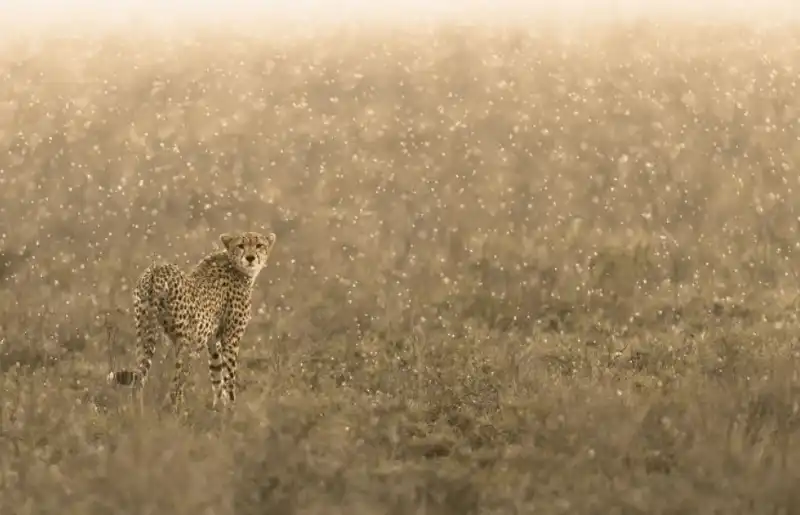 Tạp chí Du lịch Wanderlust Tips 6 mẹo chụp ảnh động vật hoang dã