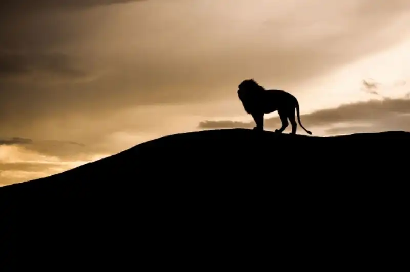 Tạp chí Du lịch Wanderlust Tips 6 mẹo chụp ảnh động vật hoang dã