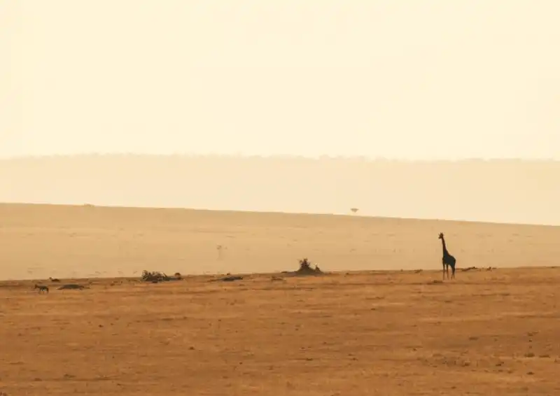 Tạp chí Du lịch Wanderlust Tips 6 mẹo chụp ảnh động vật hoang dã