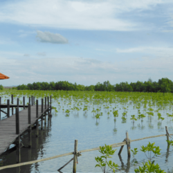 wanderlust tips Prasae Thi tran nho xinh o Rayong Thai Lan2