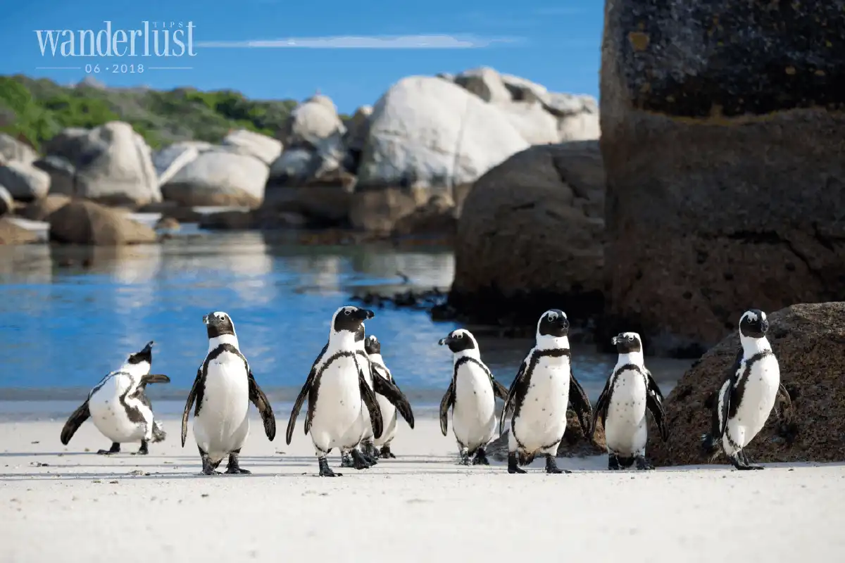 Tạp chí Du lịch Wanderlust Tips Cape Town – nơi đại dương hội ngộ