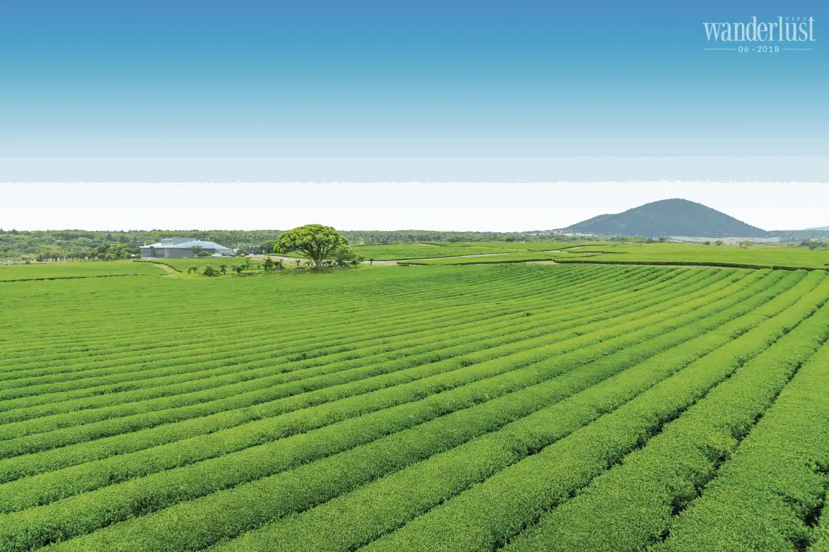 Tạp chí Du lịch Wanderlust Tips Đến Hàn Quốc để trải nghiệm du lịch hạng sang đích thực