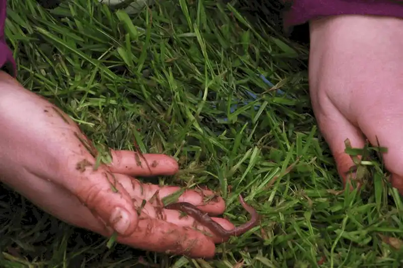 Độc lạ lễ hội bắt giun ở Anh 7 Tạp chí Du lịch Wanderlust Tips Độc lạ lễ hội bắt giun ở Anh