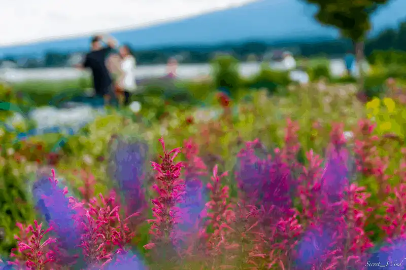 Hoa oải hương đẹp mê đắm tại công viên Oishi, Nhật Bản 11 Tạp chí du lịch Wanderlust Tips Hoa oải hương đẹp mê đắm tại công viên Oishi, Nhật Bản