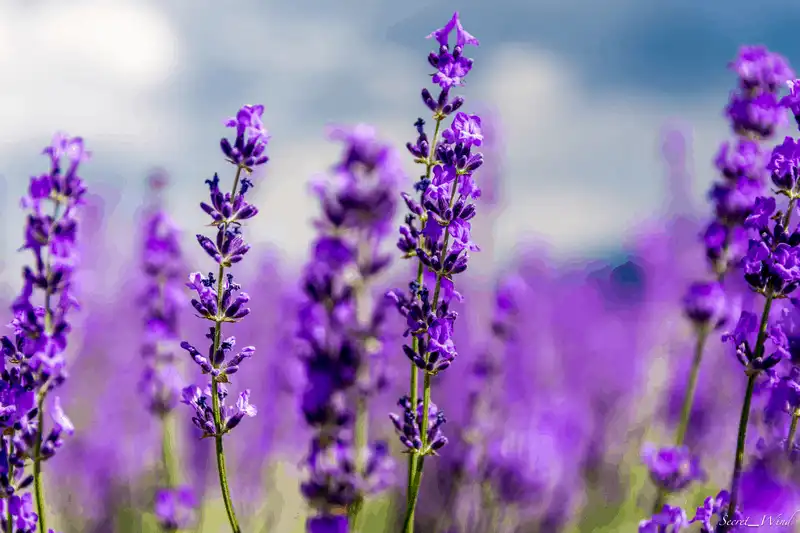 Hoa oải hương đẹp mê đắm tại công viên Oishi, Nhật Bản 7 Tạp chí du lịch Wanderlust Tips Hoa oải hương đẹp mê đắm tại công viên Oishi, Nhật Bản