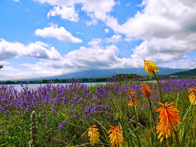 Hoa oải hương đẹp mê đắm tại công viên Oishi, Nhật Bản 6 Tạp chí du lịch Wanderlust Tips Hoa oải hương đẹp mê đắm tại công viên Oishi, Nhật Bản