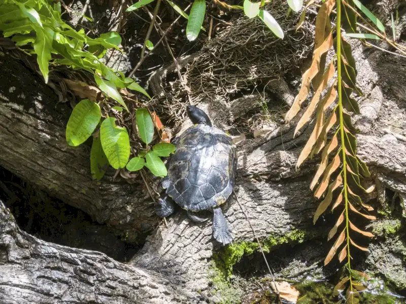 Tạp chí du lịch Wanderlust Tips Khám phá tàn tích của người Maya ở Riviera Maya, Mexico 