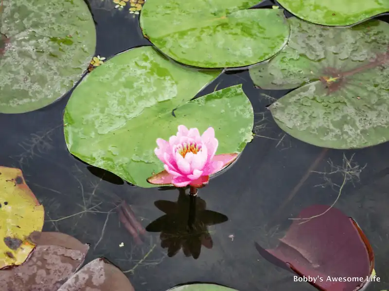 Tạp chí du lịch Wanderlust Tips Tới Hàn Quốc tháng 7 tham dự Lễ hội Hoa Sen Buyeo Seodong