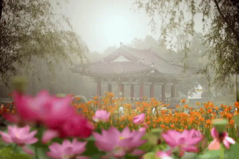 Tạp chí du lịch Wanderlust Tips Tới Hàn Quốc tháng 7 tham dự Lễ hội Hoa Sen Buyeo Seodong