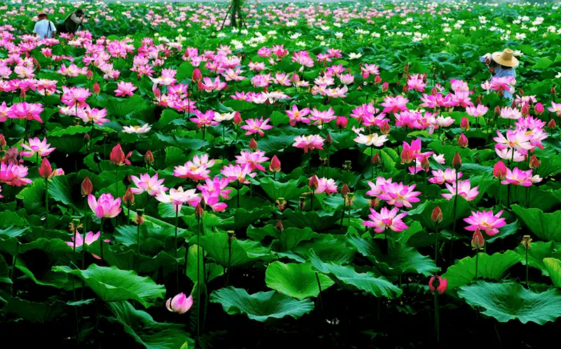 Tạp chí du lịch Wanderlust Tips Tới Hàn Quốc tháng 7 tham dự Lễ hội Hoa Sen Buyeo Seodong